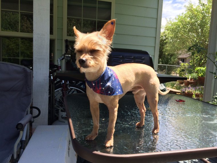 Стрижка корейка для йорков