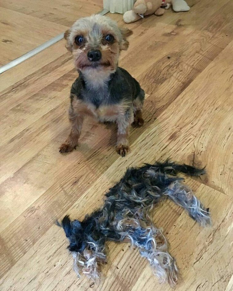 Лысый Йоркширский терьер