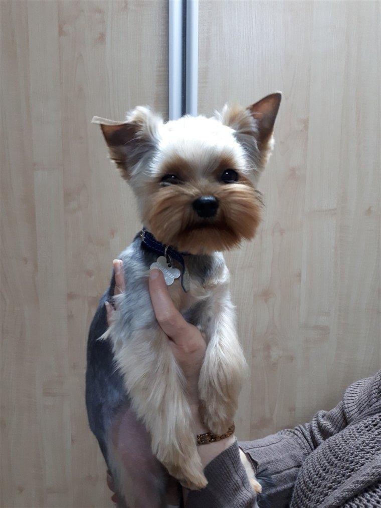 Гламурный Йоркширский терьер