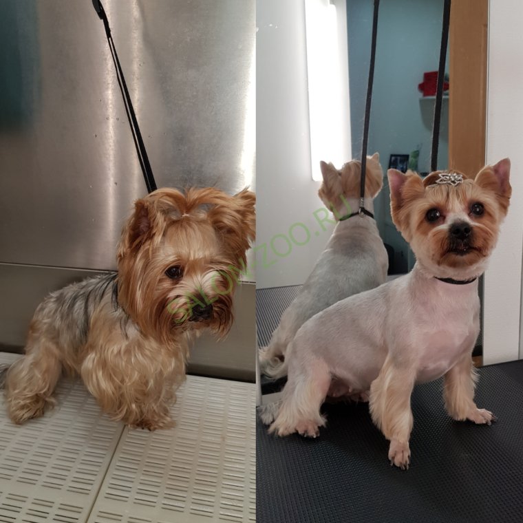 Йоркширский терьер неподстриженный