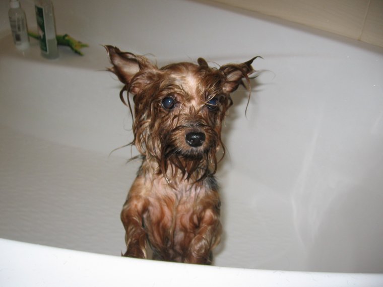 Чивини Туна