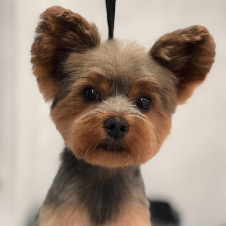 Лысый Йоркширский терьер