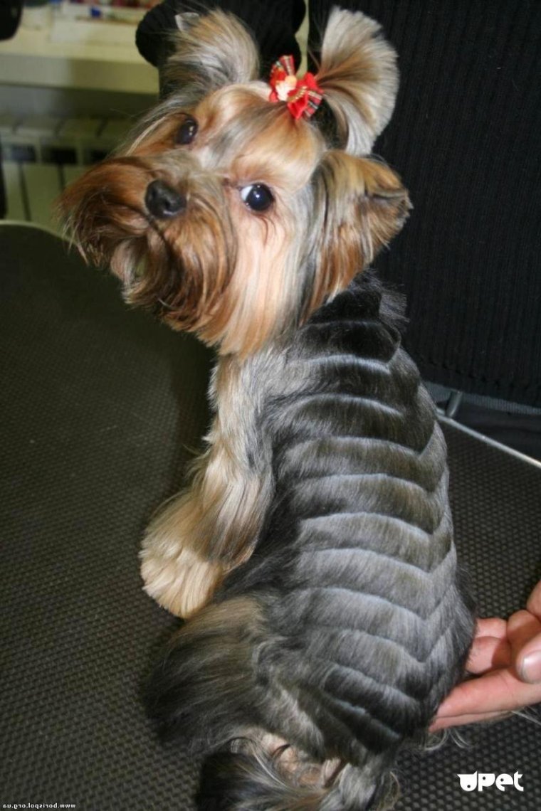 Йорк стрижка затылок