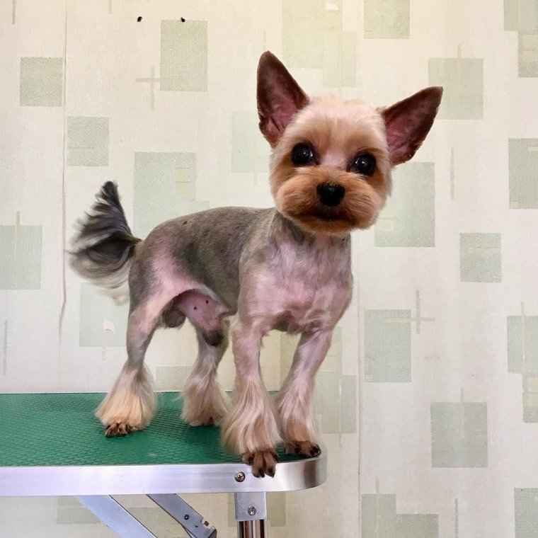 Йоркширский терьер мини лысый