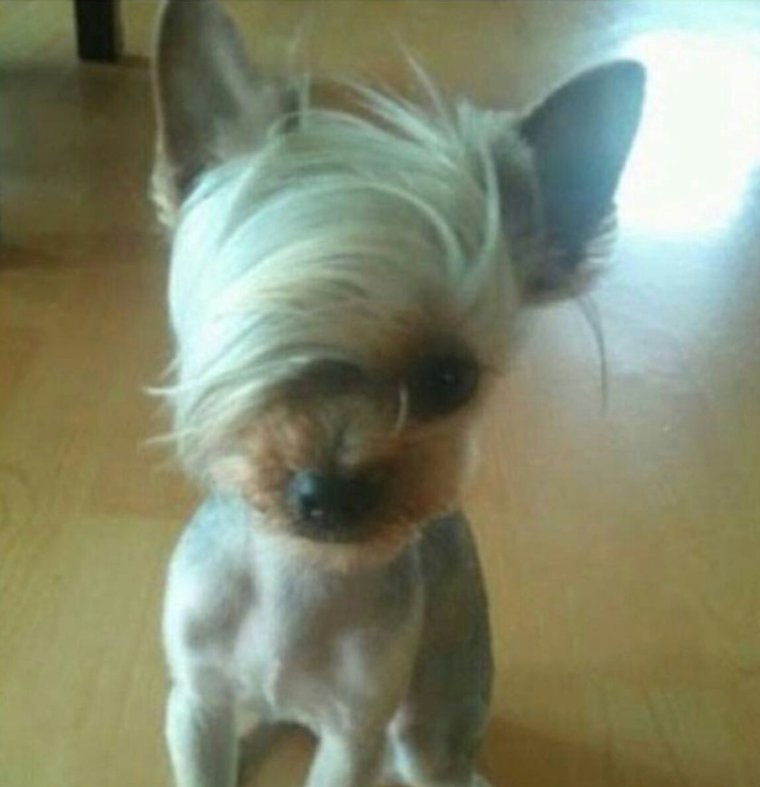 Облысение вокруг глаз у Йорка