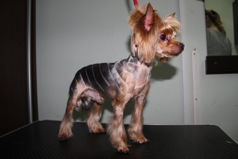 Стрижки йорков с выбритой мордой