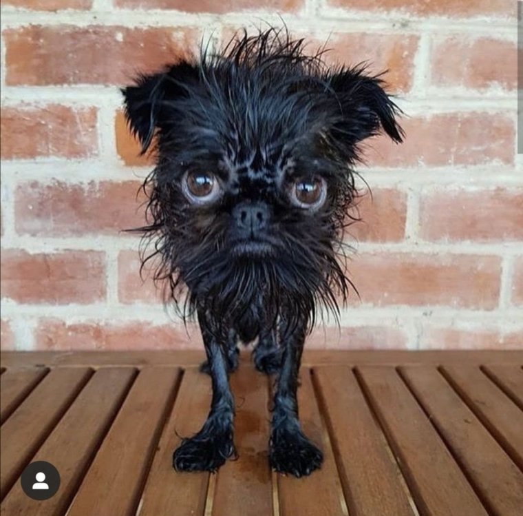 Карликовый Йоркширский Йоркширский терьер