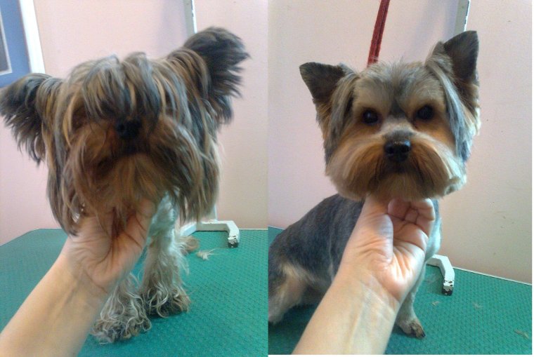 Ушастый Йоркширский терьер