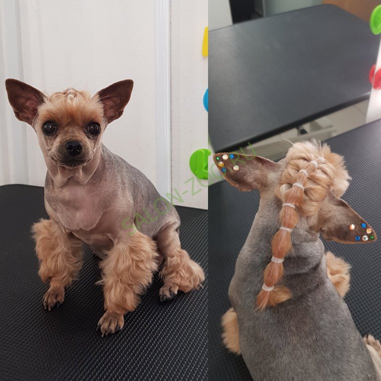 Стрижка Йорка налысо