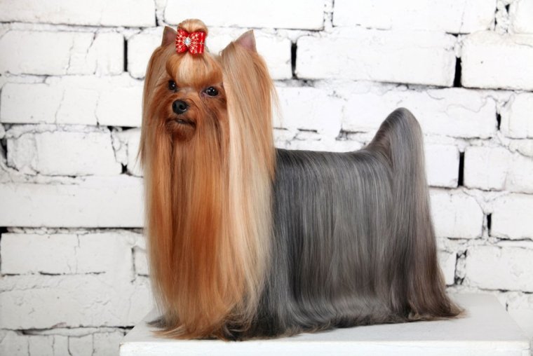 Стрижки йоркширского терьера девочки до и после