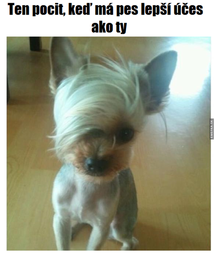 Йоркшир терьер стрижка (модельно)