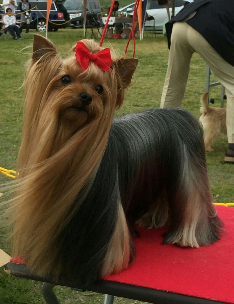 Собачка с челкой