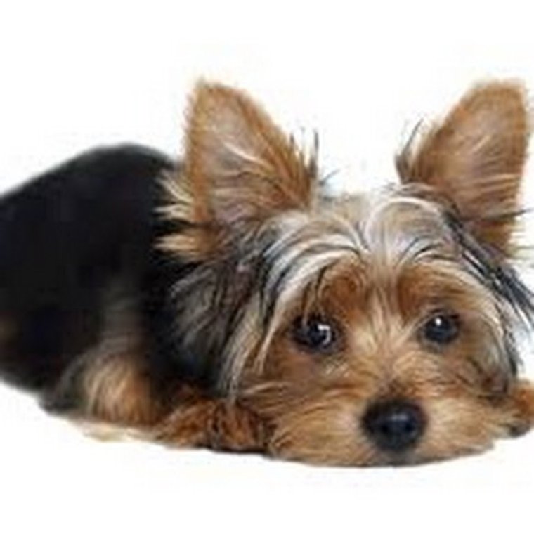 Йоркширский терьер лысый стрижка