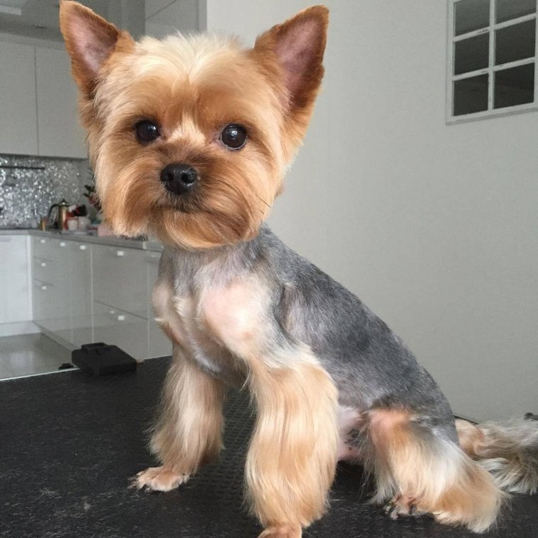 Бельгийский гриффон мокрый