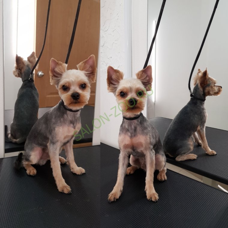 Доброе утро Йоркширский терьер