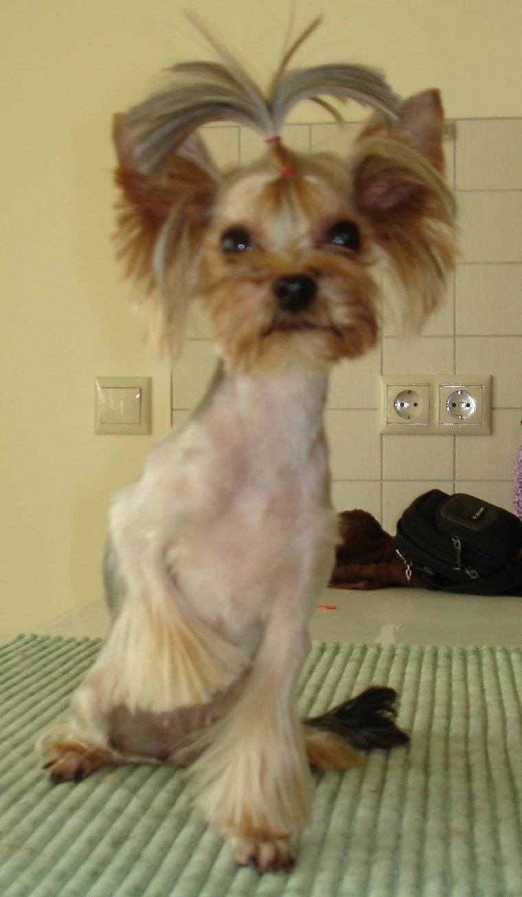 Йоркширский терьер подстриженный