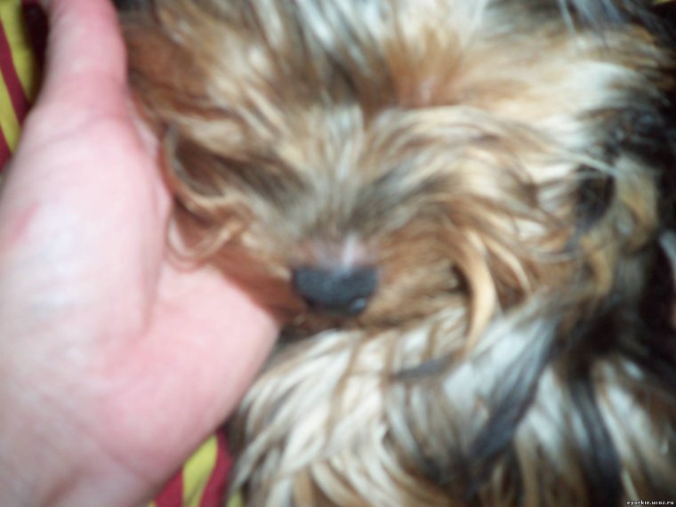 Стрижка Йорка девочки Беби фейс