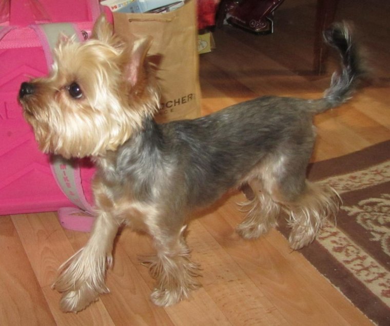 Лысый Йоркширский терьер