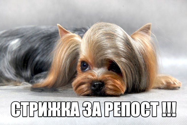 Лысый Йоркширский терьер