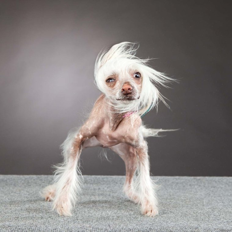 Йоркширский терьер мини