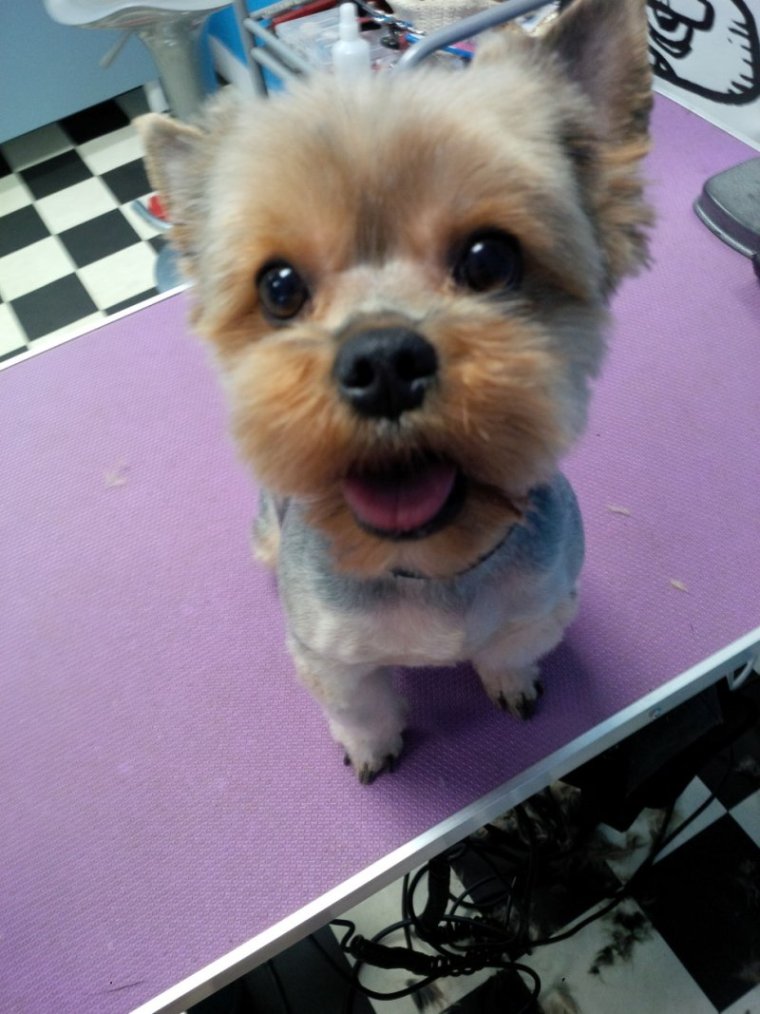 Йоркширский терьер стрижка налысо