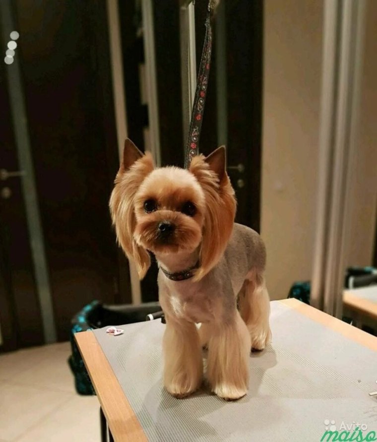 Сфинкс Тоби