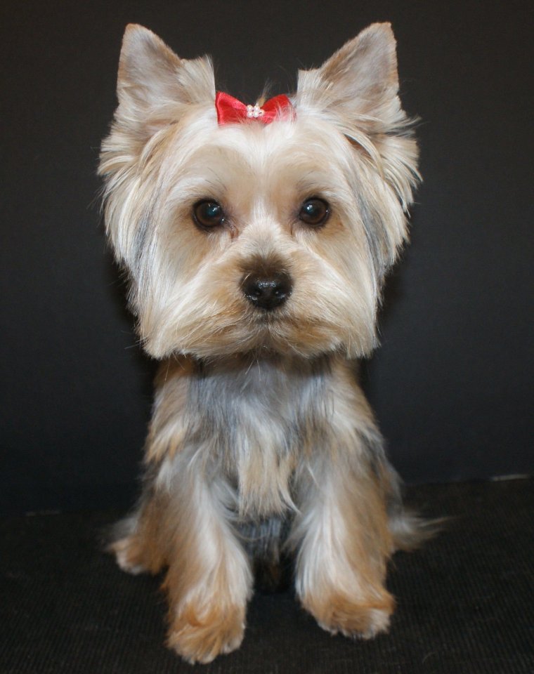 Вест хайленд Йоркширский терьер