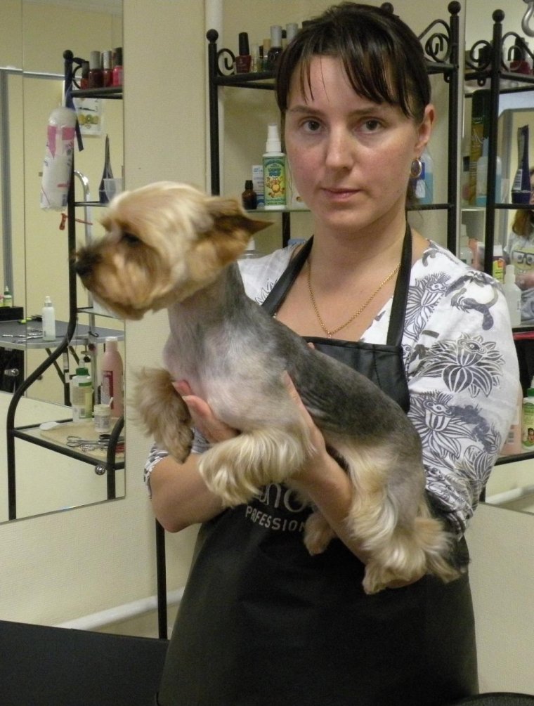 Терьер Йоркширский стриженный мальчик