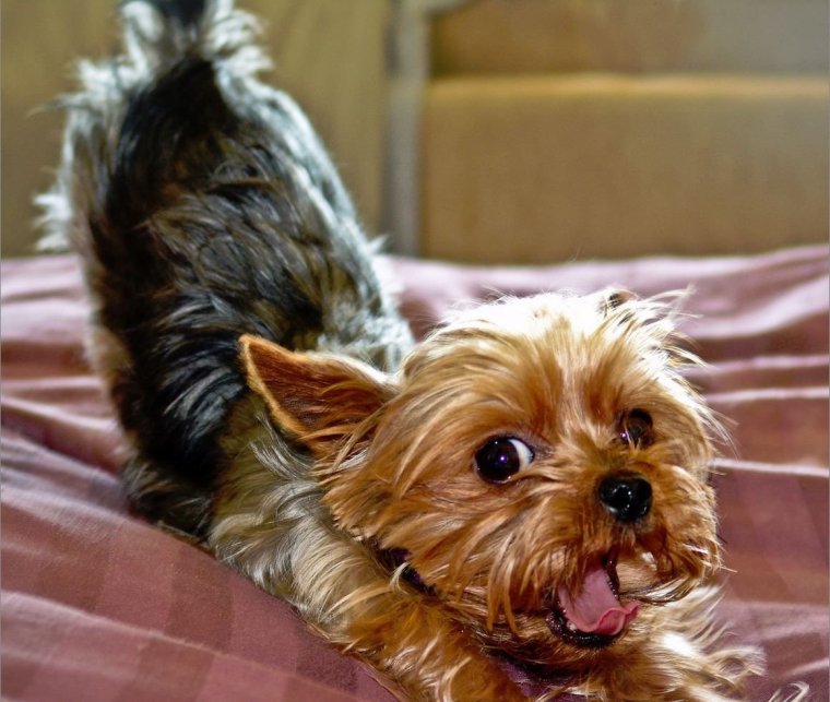 Йоркшир терьер