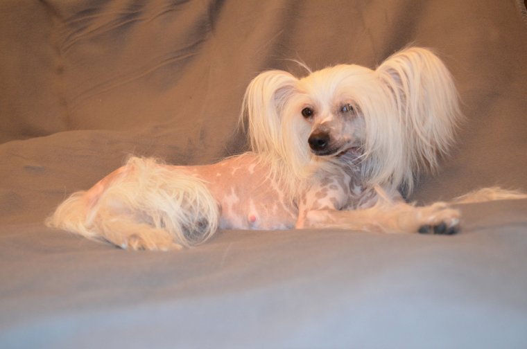 Йоркширский терьер Микки