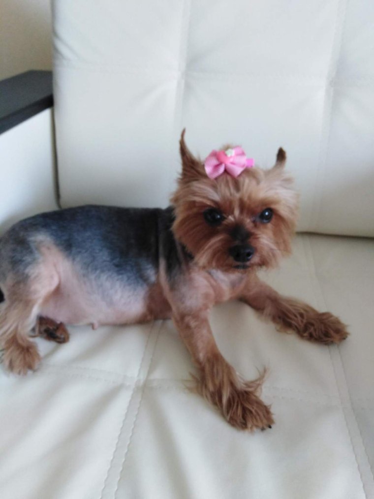 Подстриженный Йорк налысо