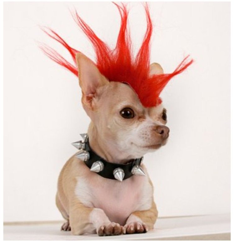 Собака с ирокезом