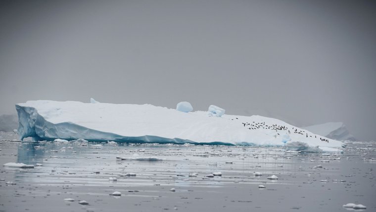 Плазмозавры Антарктиды