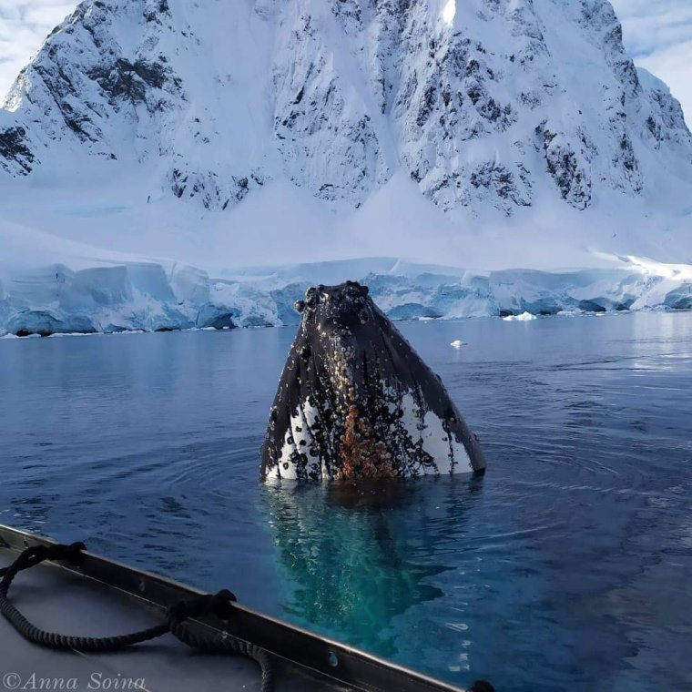 Горбач Антарктиды