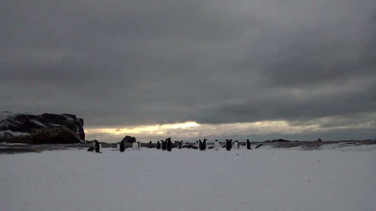 Кот на Шпицбергене