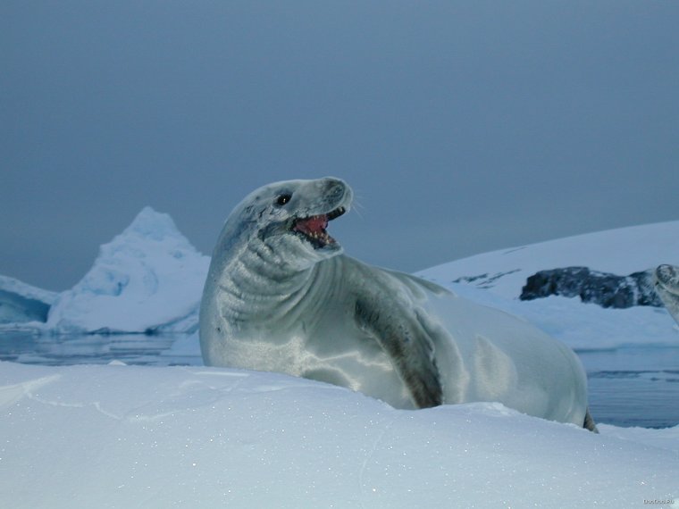 База НЛО В Антарктиде