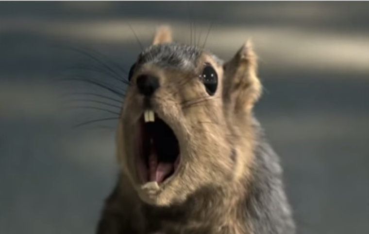 Гималайский сурок