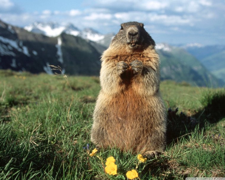 Бобер смешной Мем