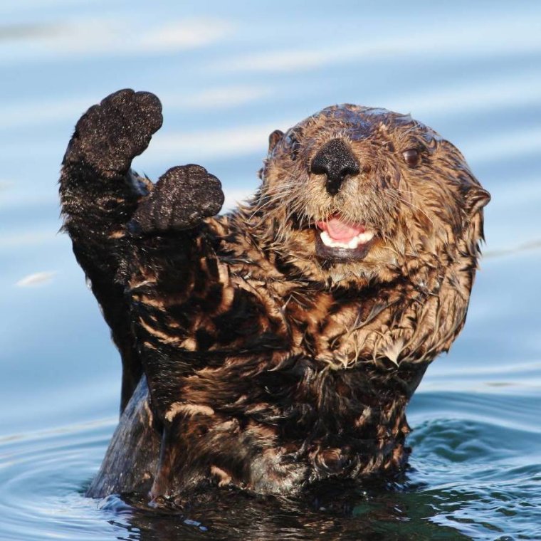 Злая выдра
