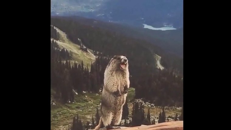 Бобер улыбается