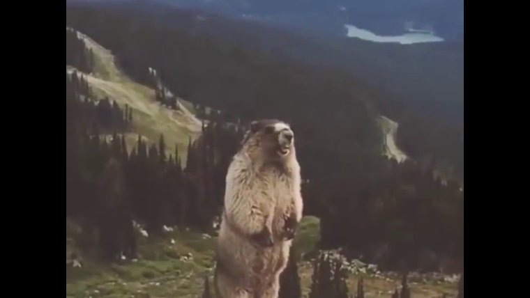 Бобер в горах