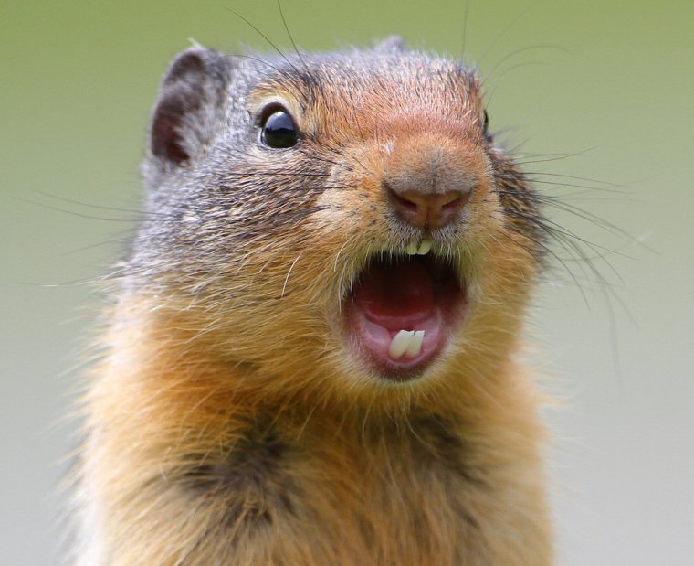 Выдра зевает