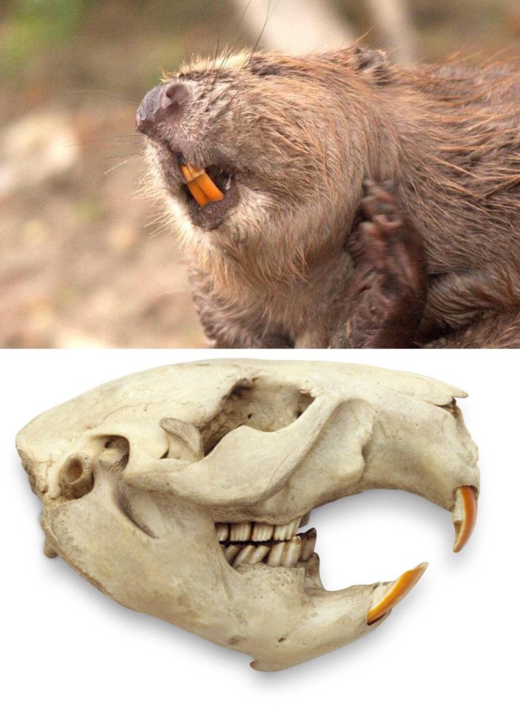 Ондатра суслик