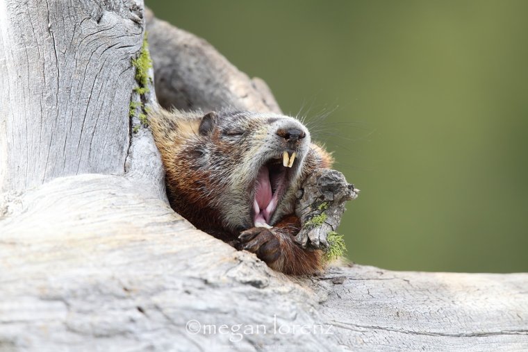 Орущий бобер