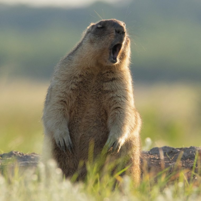 Сурок улыбается