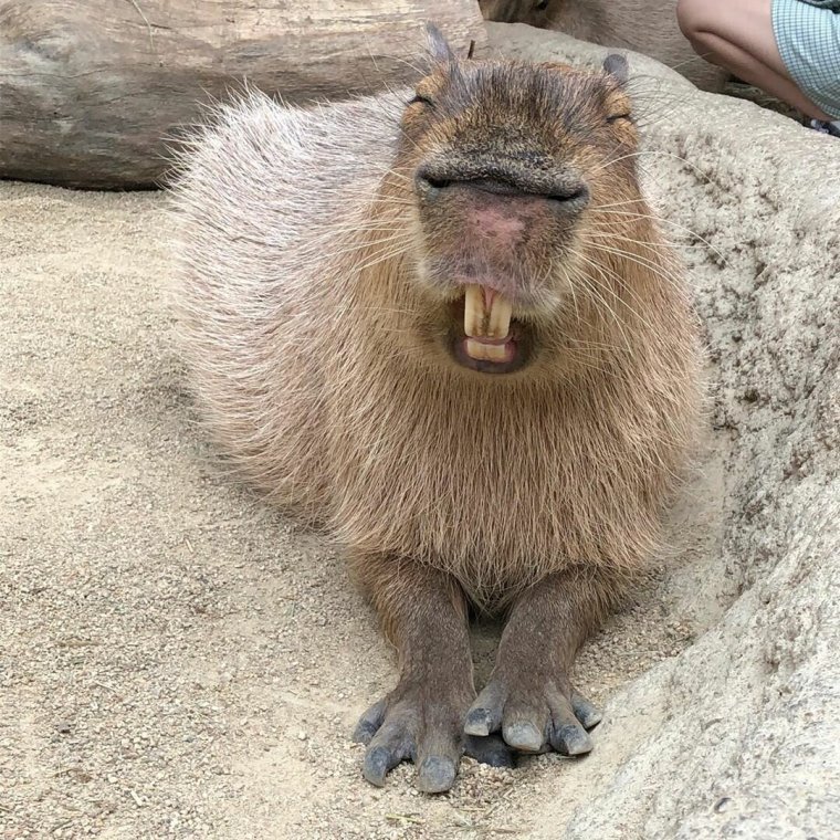 Удивленный Бобр