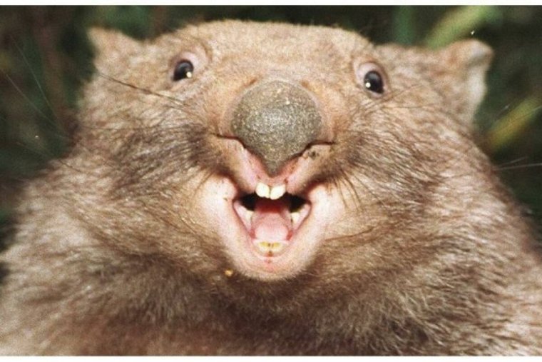 Кричащий сурок