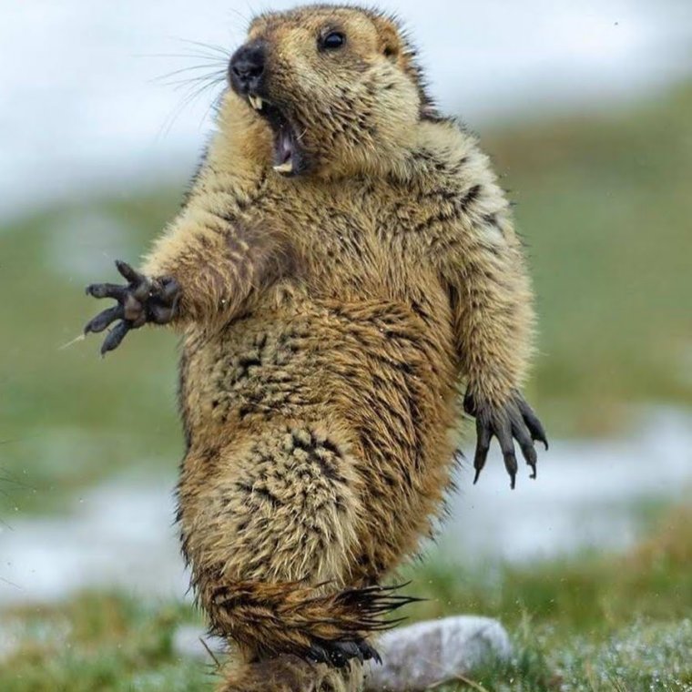 Сурок Байбак толстый