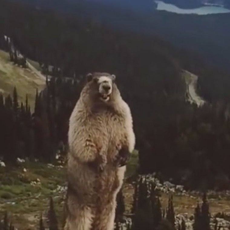 Выдра с рыбой