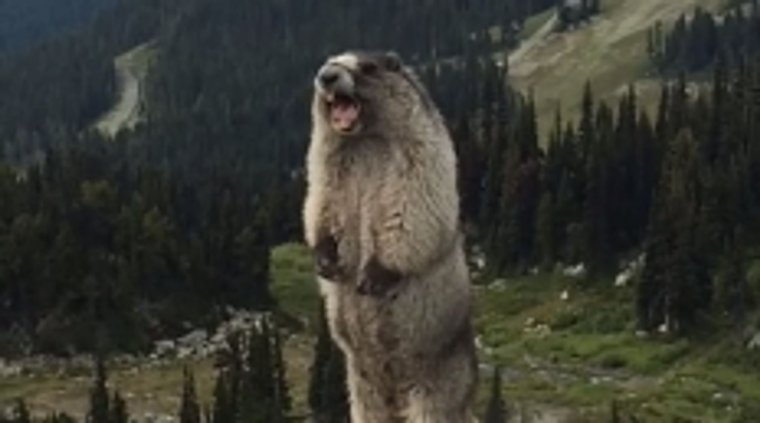 Выдра смешная